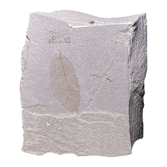 Leaf Fossil