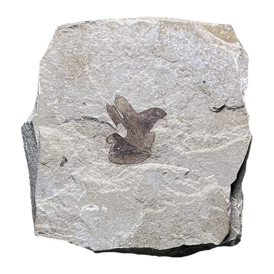 Leaf Fossil