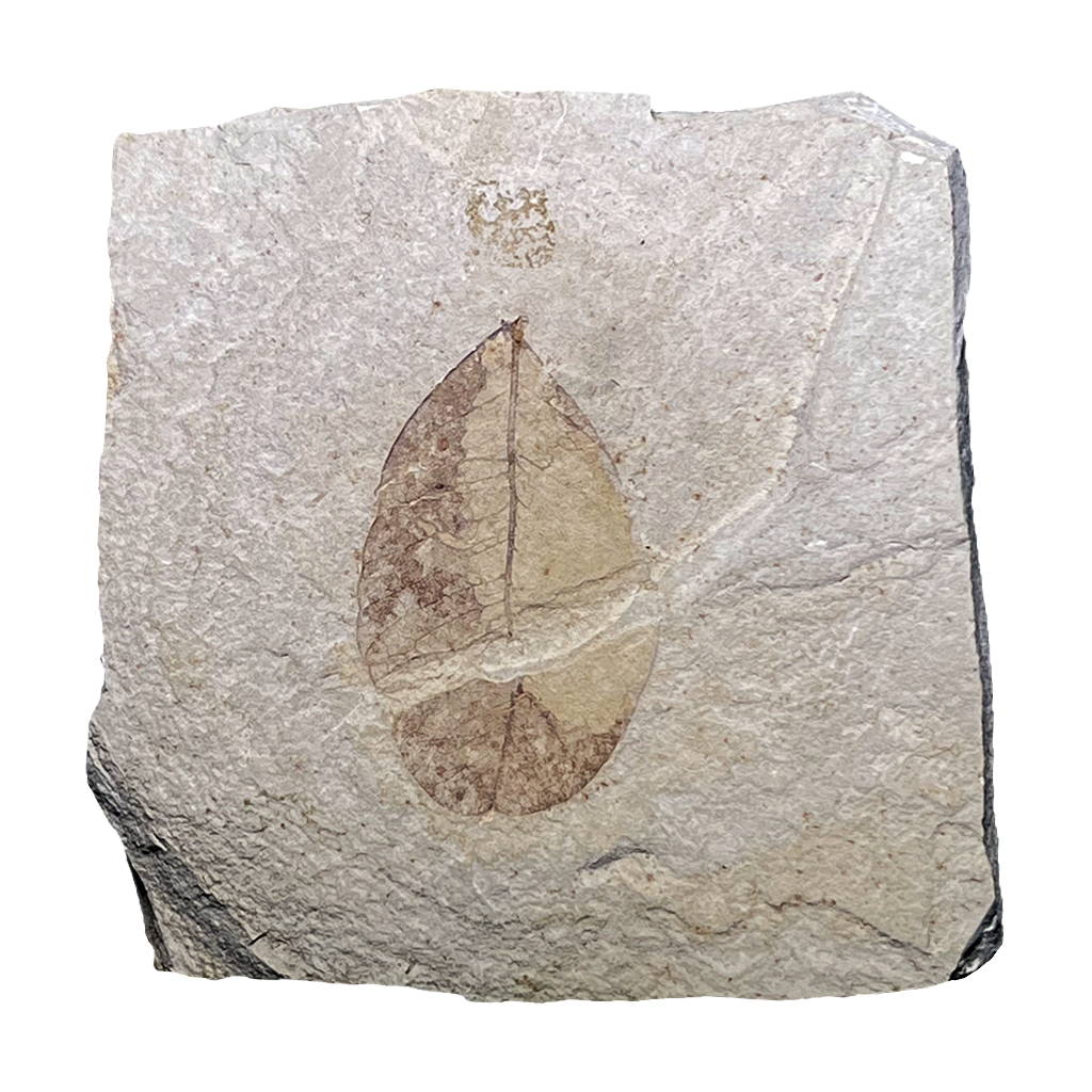 Leaf Fossil