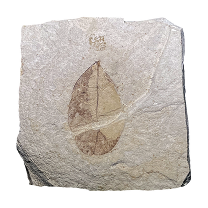 Leaf Fossil