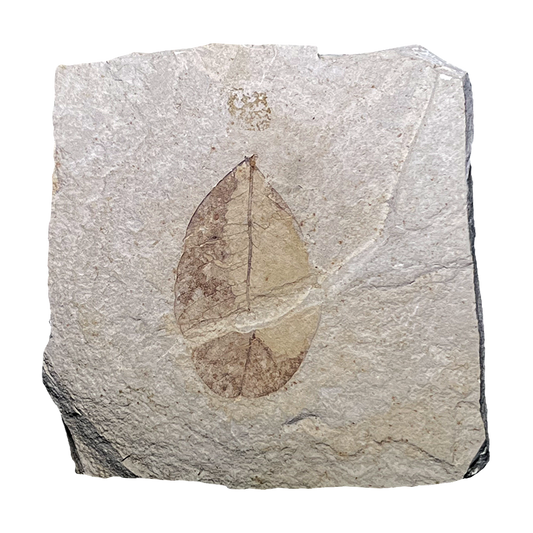 Leaf Fossil