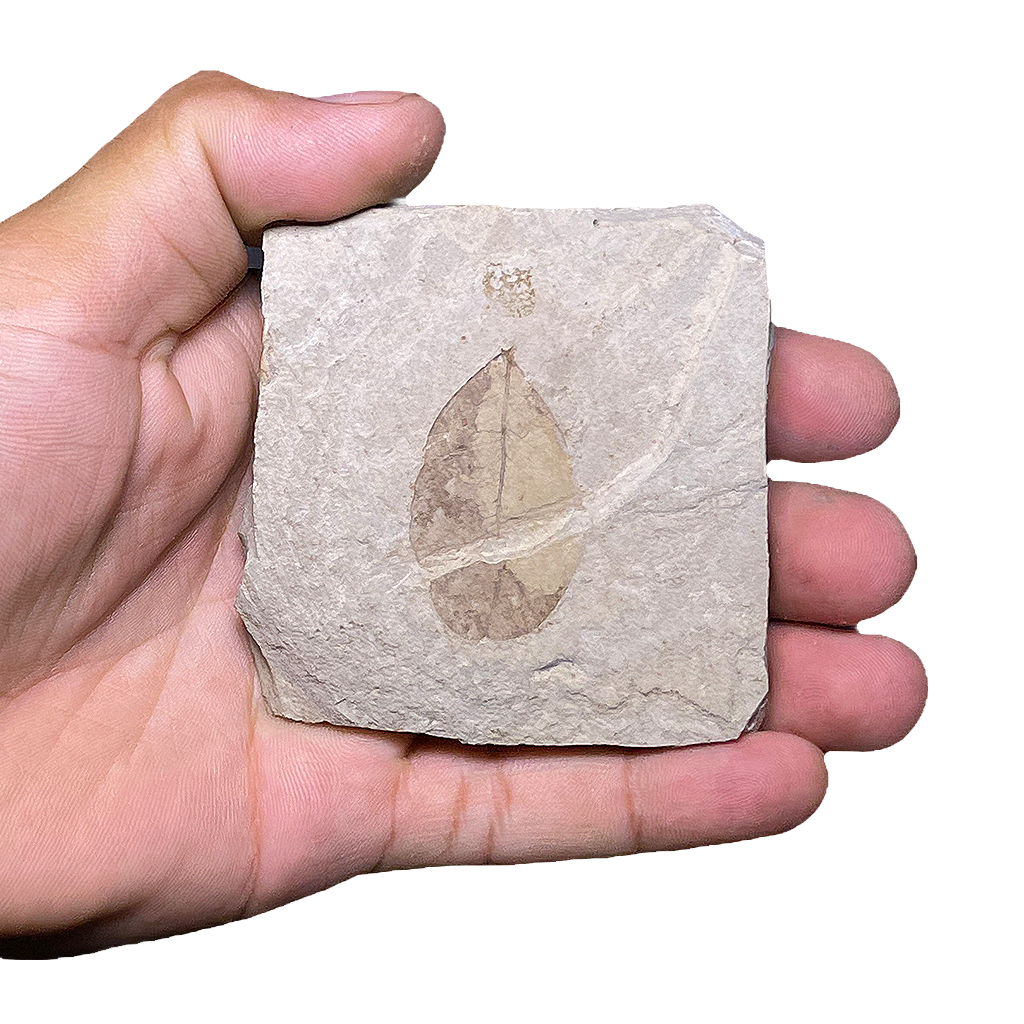 Leaf Fossil