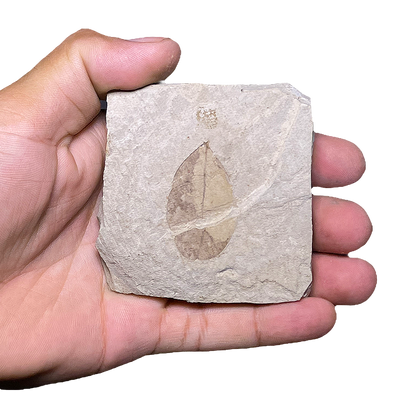 Leaf Fossil