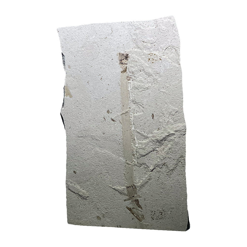 Leaf Fossil