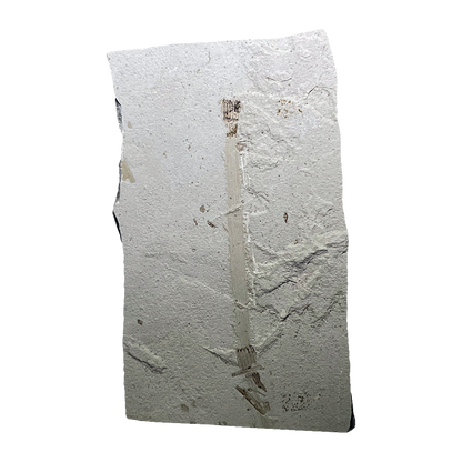 Leaf Fossil