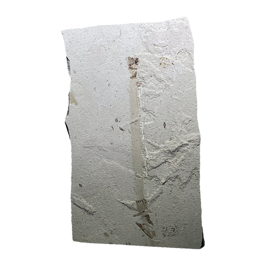 Leaf Fossil