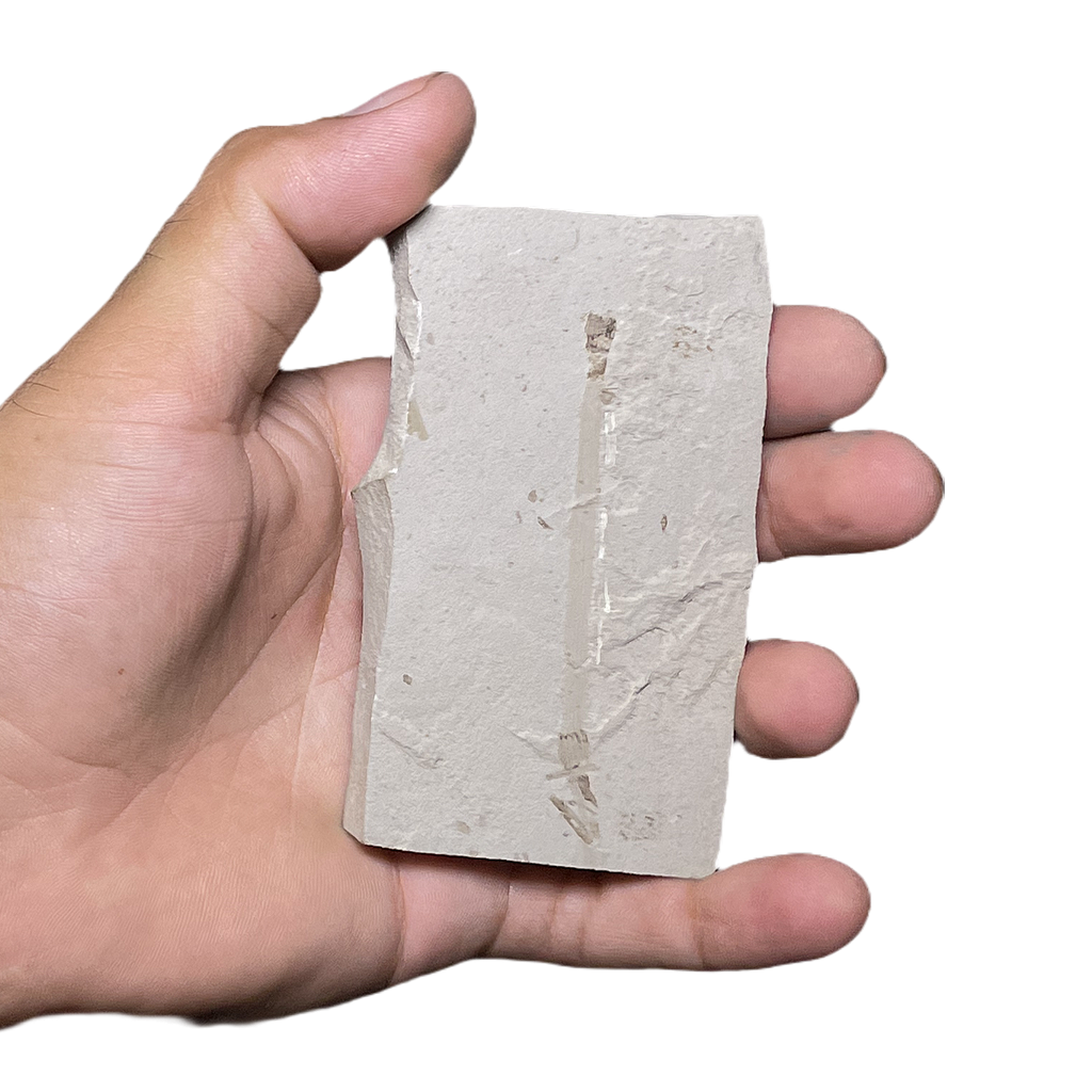 Leaf Fossil