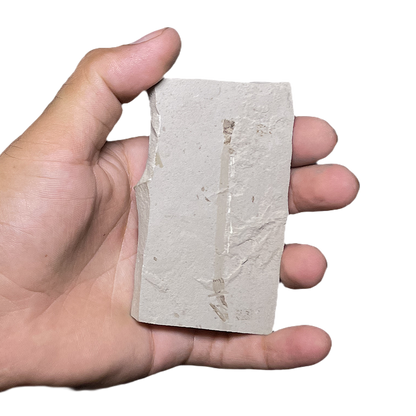 Leaf Fossil