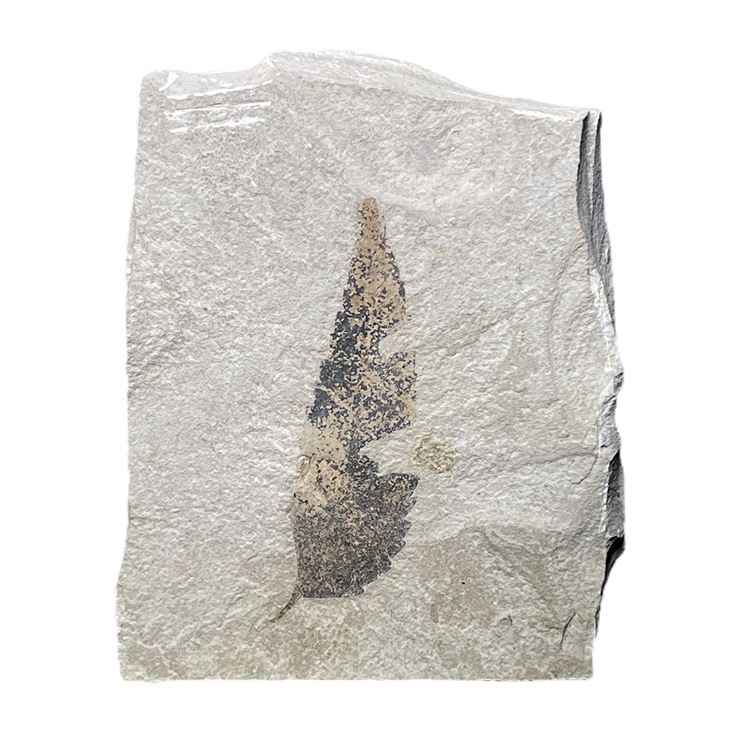 Leaf Fossil