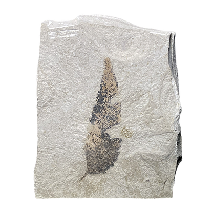Leaf Fossil