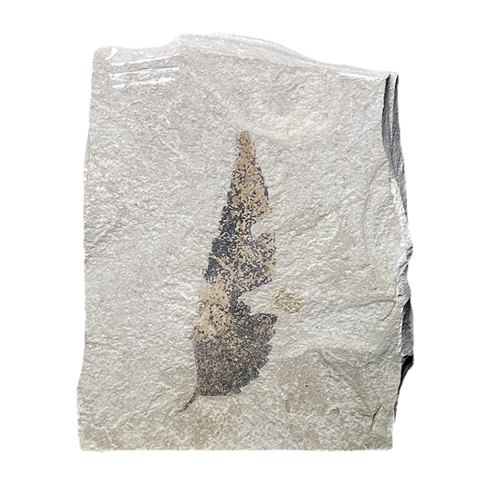 Leaf Fossil