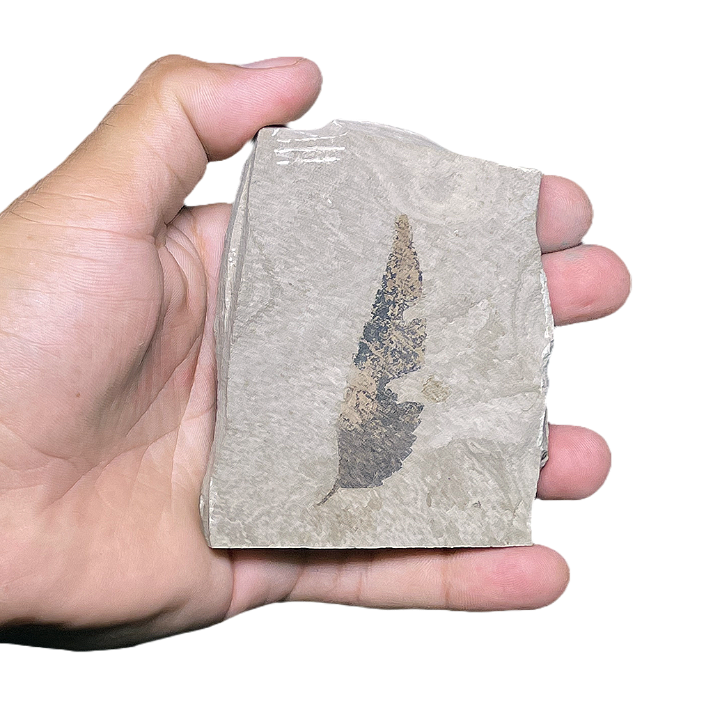 Leaf Fossil