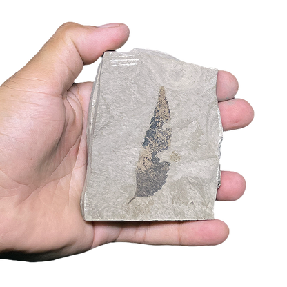 Leaf Fossil