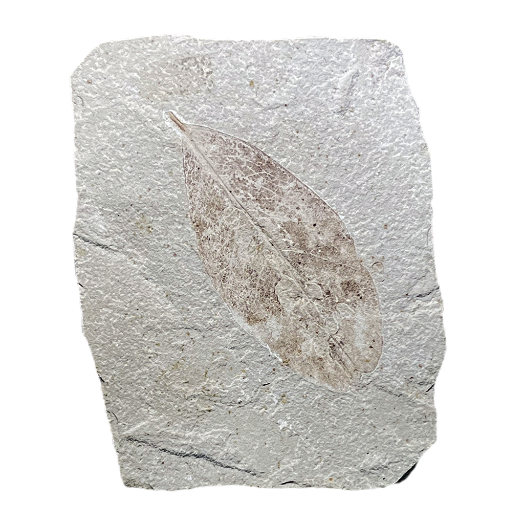 Leaf Fossil