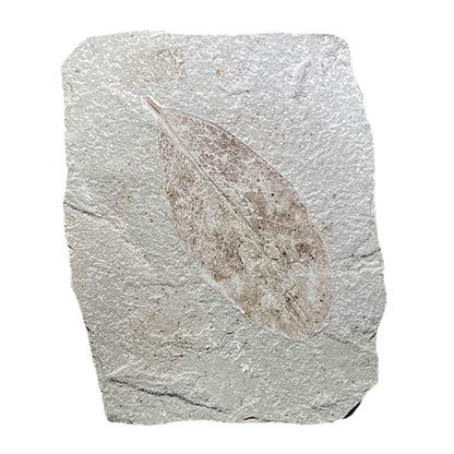 Leaf Fossil