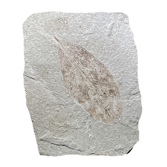 Leaf Fossil