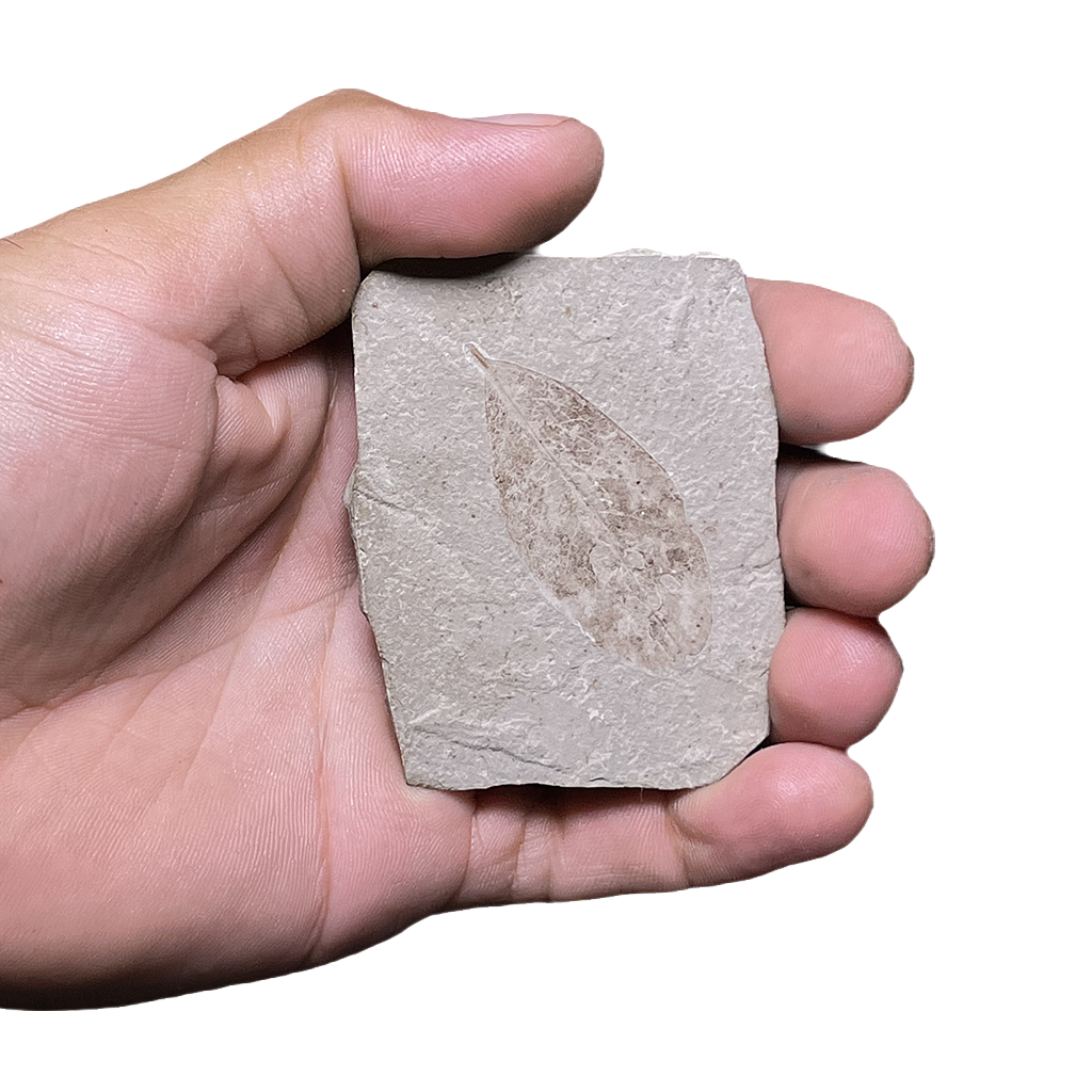Leaf Fossil