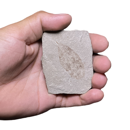 Leaf Fossil