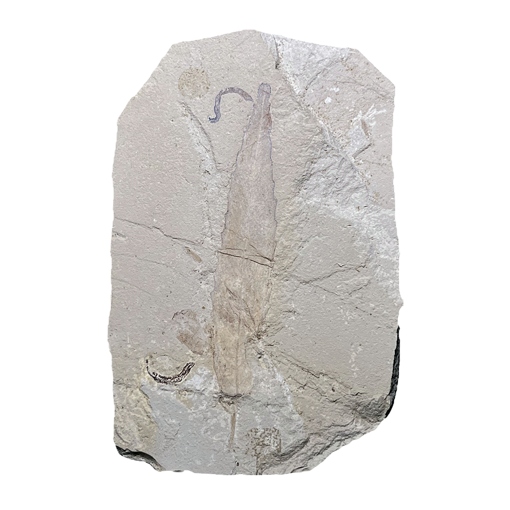 Leaf Fossil