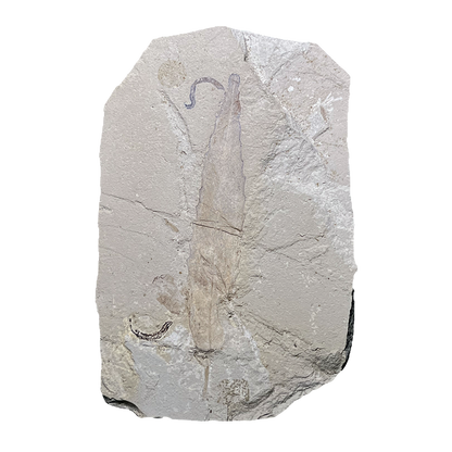 Leaf Fossil