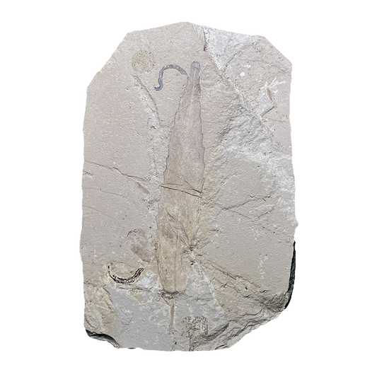 Leaf Fossil
