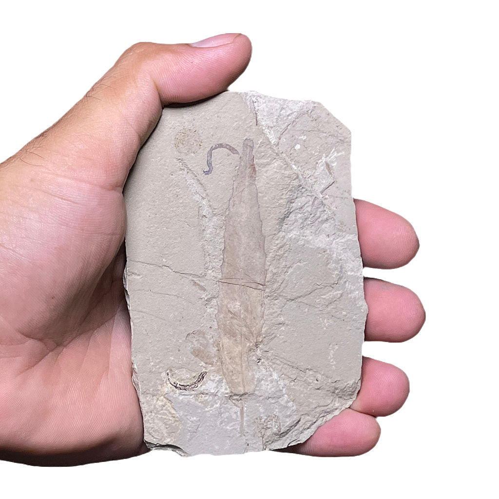 Leaf Fossil