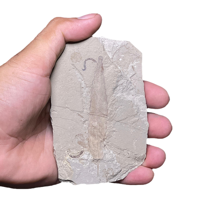 Leaf Fossil