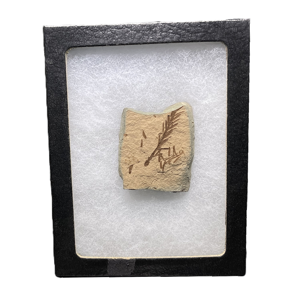 Leaf Fossil