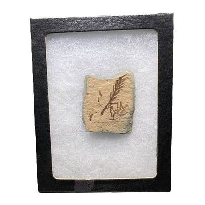 Leaf Fossil