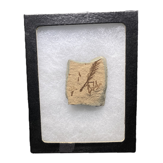 Leaf Fossil