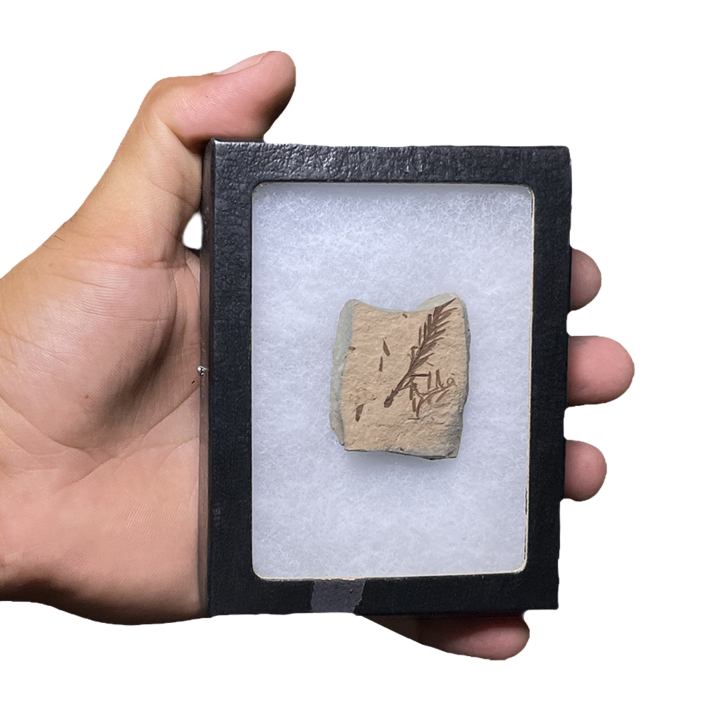 Leaf Fossil