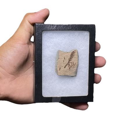 Leaf Fossil
