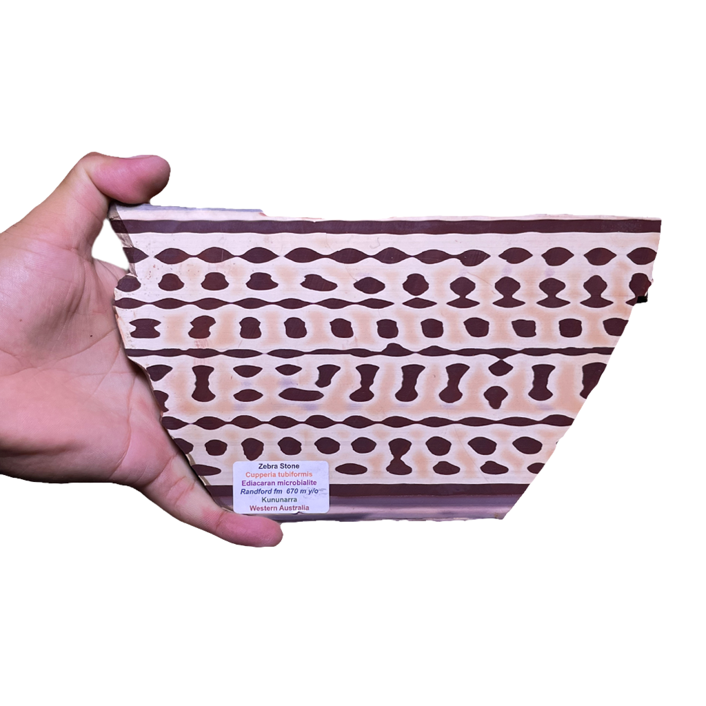 Zebra Stone