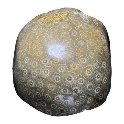Coral Fossil