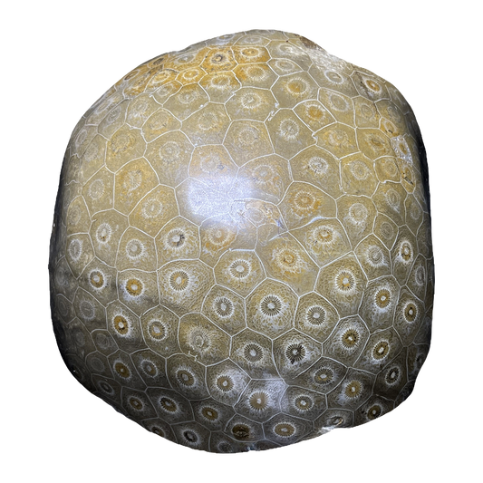 Coral Fossil