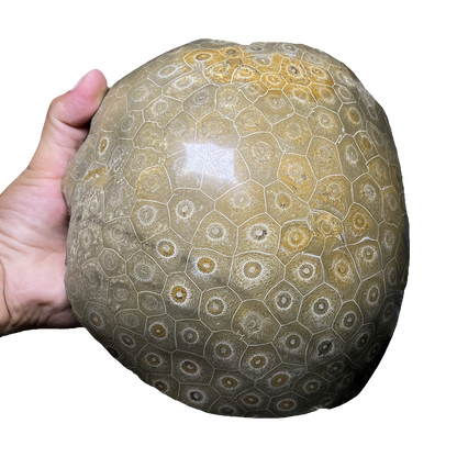 Coral Fossil