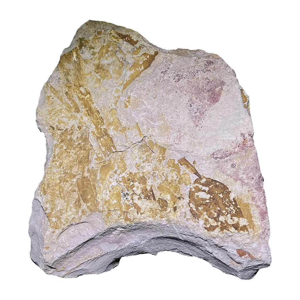 Glossopteris