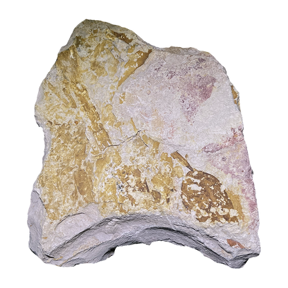 Glossopteris