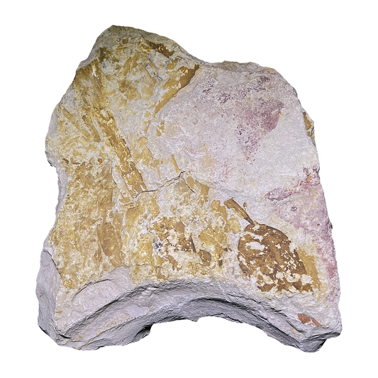Glossopteris