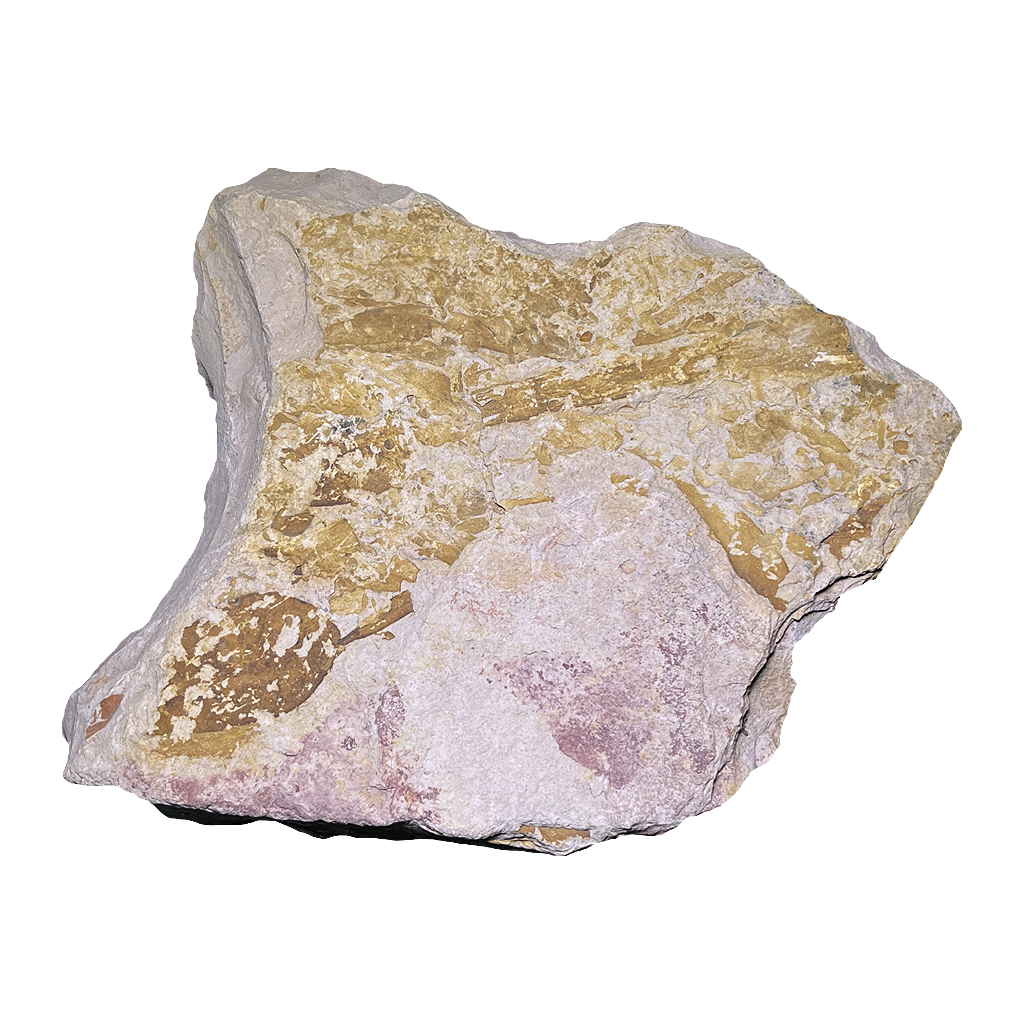 Glossopteris