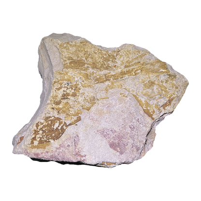 Glossopteris