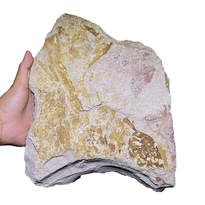 Glossopteris
