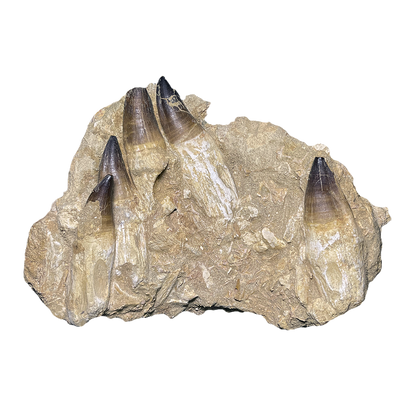 Mosasaurus Jaw