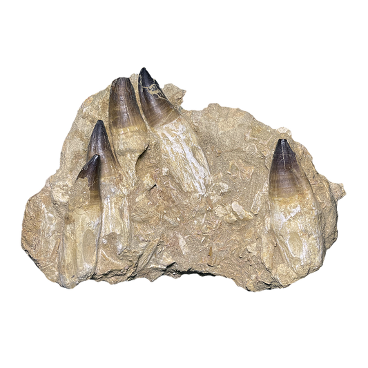 Mosasaurus Jaw