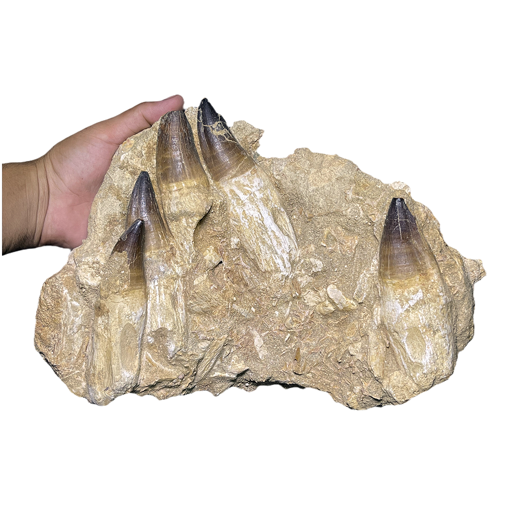 Mosasaurus Jaw