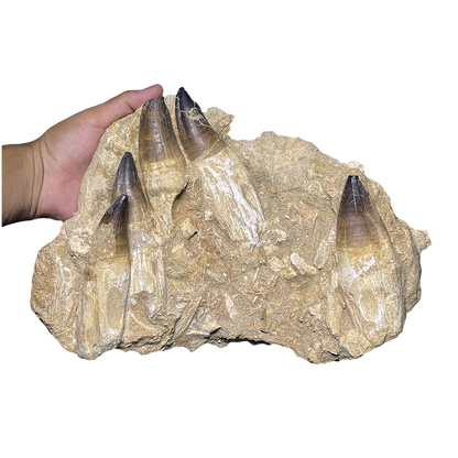 Mosasaurus Jaw