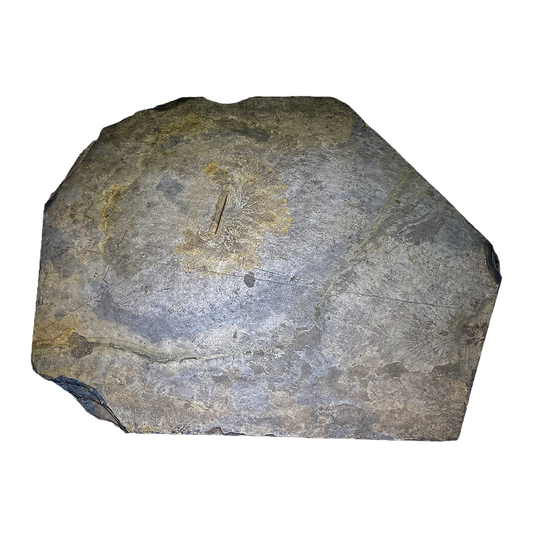 Dendritic Fossil Plate