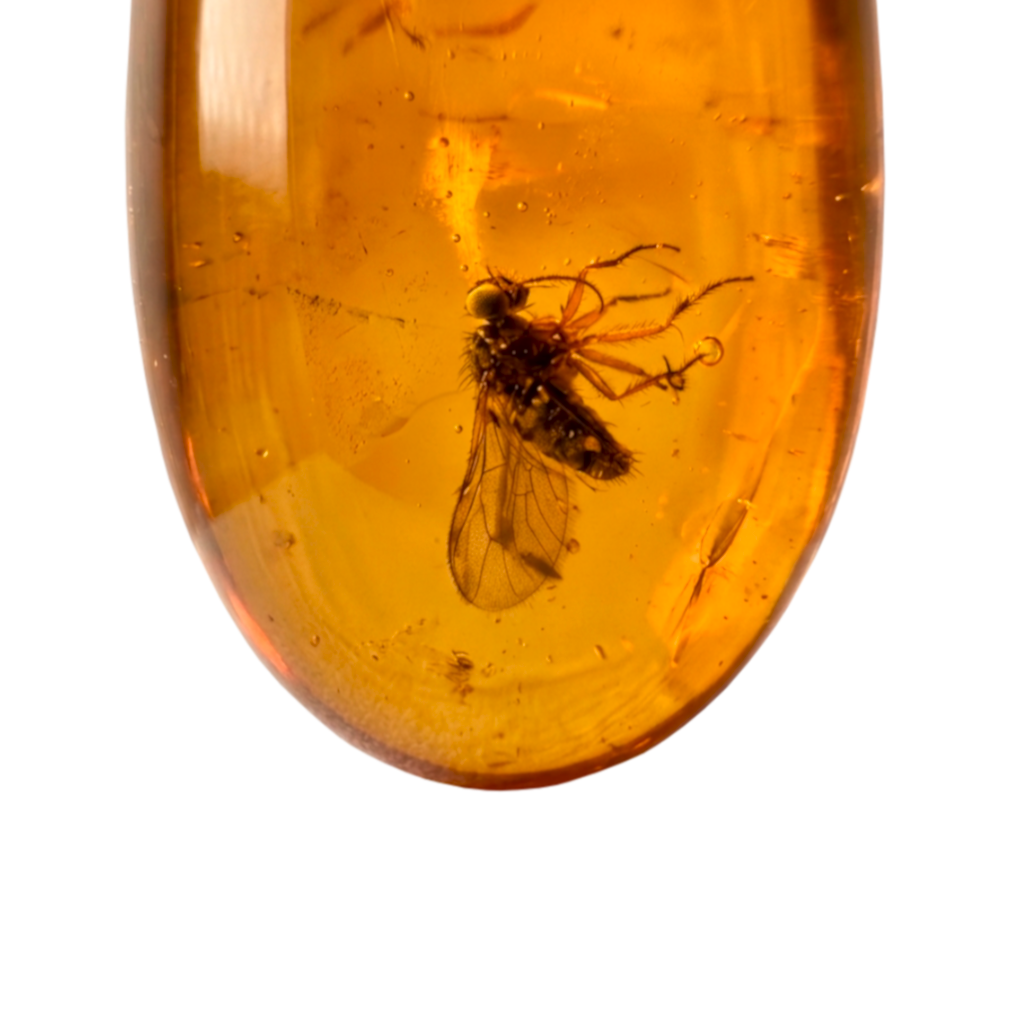Insect in Amber