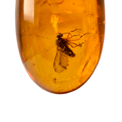 Insect in Amber