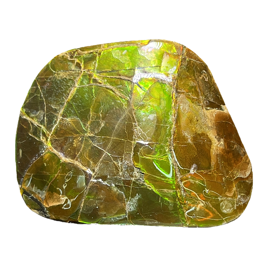 Ammolite